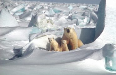 WWF: orso polare a rischio