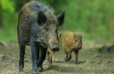 CACCIA NOTTURNA DEL CINGHIALE IN ABRUZZO, IL MONDO ANIMALISTA PREPARA LE BARRICATE