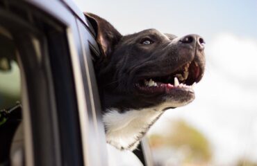 MAI LASCIARE GLI ANIMALI IN AUTO AL SOLE, 15 MINUTI POSSONO ESSERE LETALI