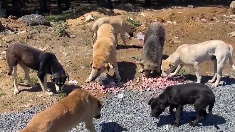 ISTITUITO A PESCARA UN TAVOLO PROVINCIALE SUL RANDAGISMO