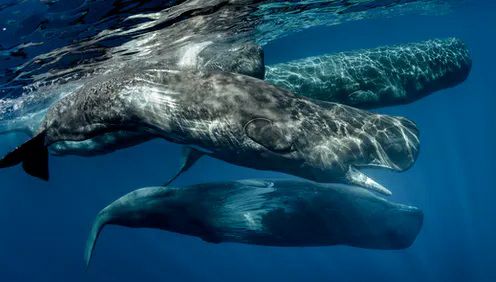 Mare Adriatico: reti, plastica, stress ambientali e virus minacciano anche qui le balene