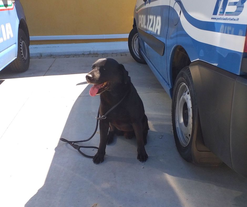 Cani al servizio della collettività: l'unità cinofila della Questura di Pescara