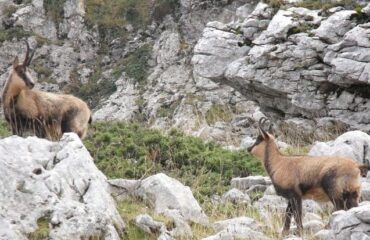 Abruzzo: Camoscio Appenninico a rischio estinzione nei prossimi 50 anni