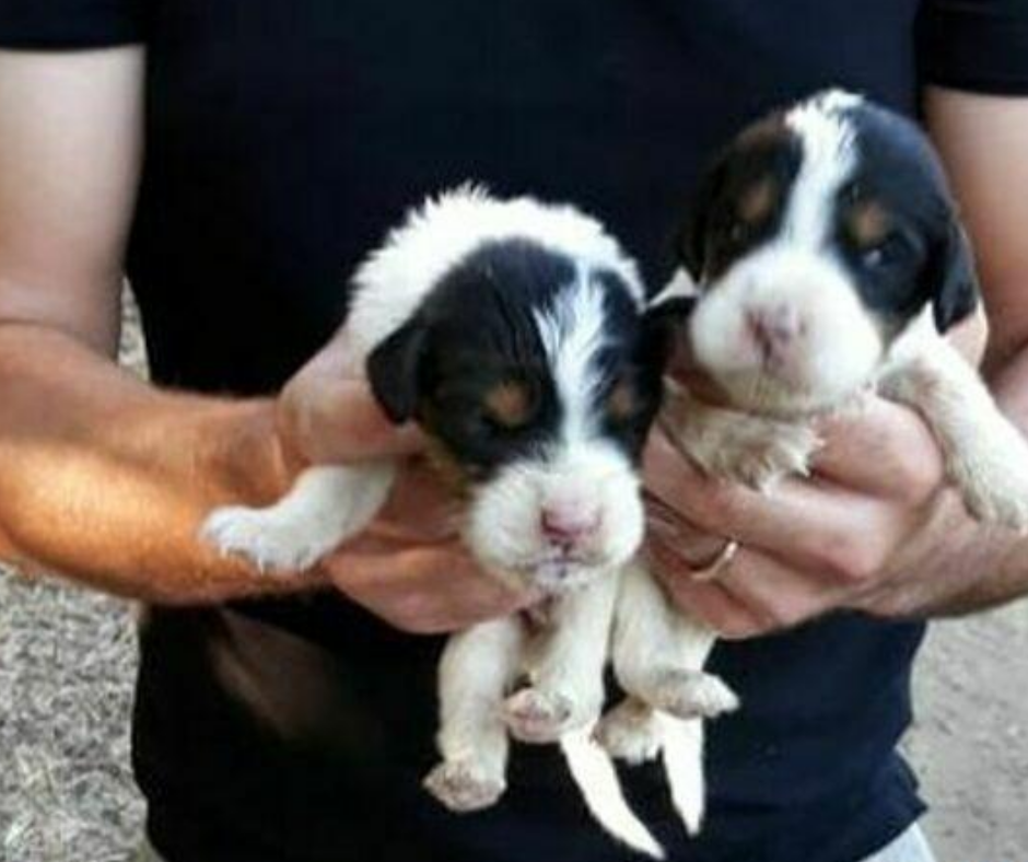 Città Sant'Angelo: ritrovati 5 cuccioli di cane in una busta gettata in un fosso