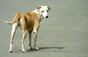 Trovare un cane abbandonato, cosa dice la legge e cosa fare