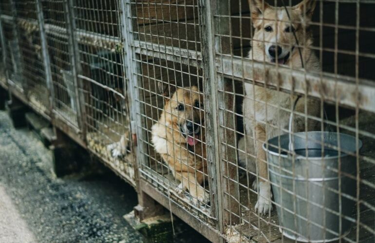 Imprigionare cani per soldi, canili lager e libertà negate