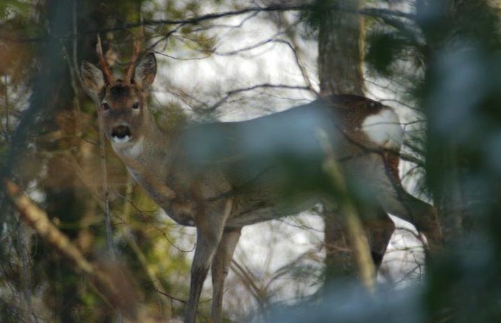 In Abruzzo i cittadini possono chiedere il divieto di caccia sui terreni di loro proprietà