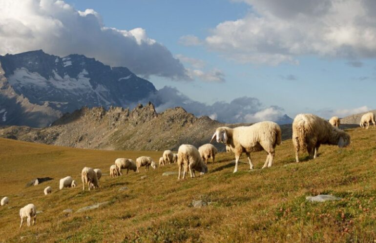 Anche le pecore suscettibili al Covid-19, lo dice un nuovo studio londinese