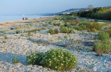 Attacco alla costa a Pineto: in arrivo gigante colata di cemento vista mare su 40 ettari vergini