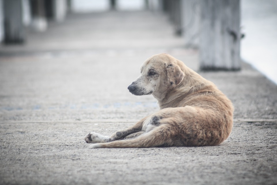 Trovare un cane abbandonato, cosa dice la legge e cosa fare