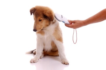 Microchip e obblighi di legge