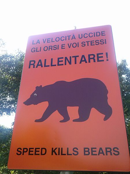 I 4 cuccioli dell’orsa Amarena crescono e vanno tutelati, l’appello delle autorità e dell’associazionismo abruzzese
