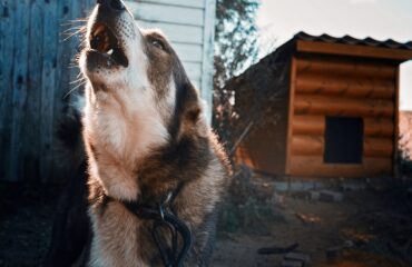 AAA cercasi soluzioni antiabbaio dei cani