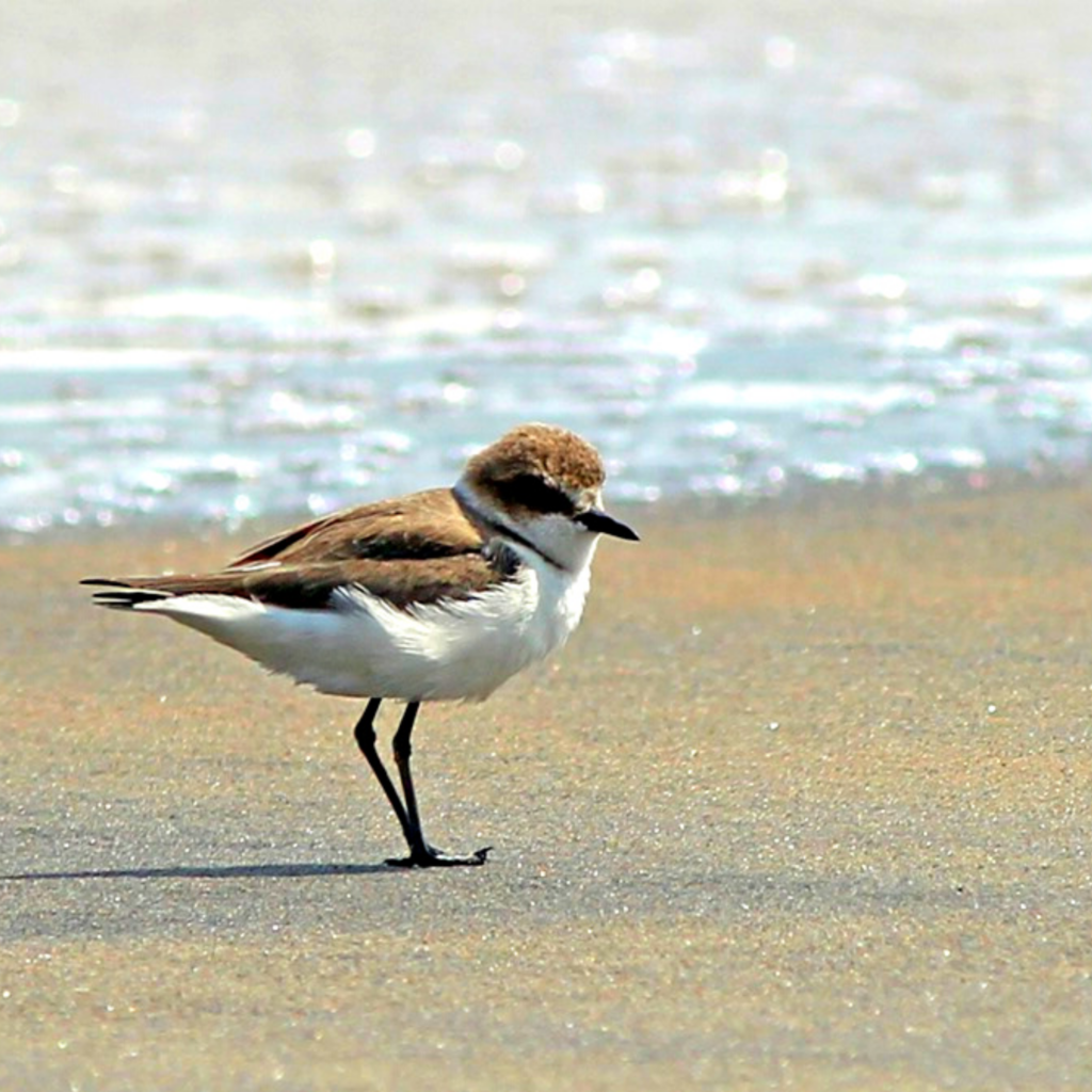 Tutela del Fratino 2021: primi nidi sulle spiagge abruzzesi