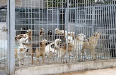 Maltrattamento animali: sequestrato canile a Manoppello