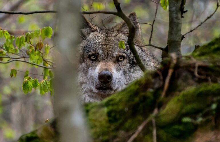 Parco Nazionale d’Abruzzo: nati 4 cuccioli di lupo a Civitella Alfedena