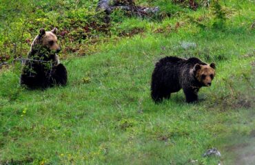 Bentornato orso gentile, a settembre tour della convivenza sulla Majella