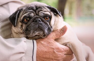 Un pronto soccorso veterinario pubblico per tutti: ancora pura utopia