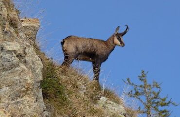 Il camoscio della Majella studiato come indicatore di salute della fauna selvatica