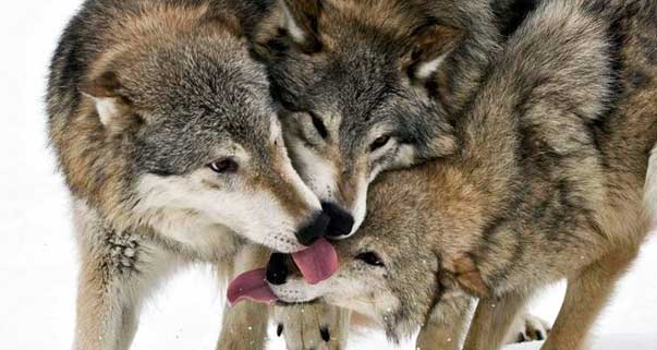 Cani alfa, attitudine al dominio ereditata dai cugini lupi