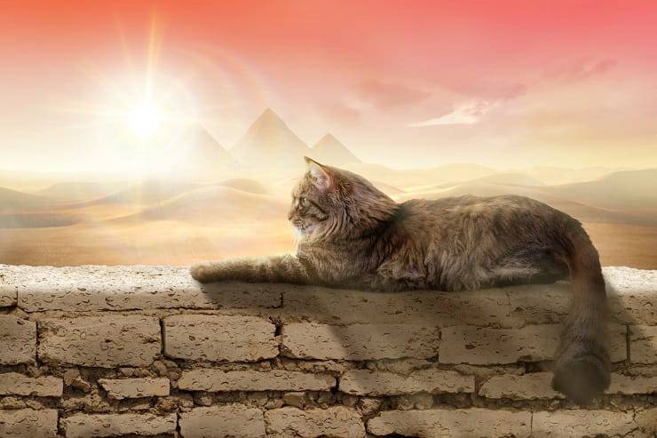Animali, storia e cultura :Il gatto nell’Antico Egitto: i diversi volti del sacro                                              