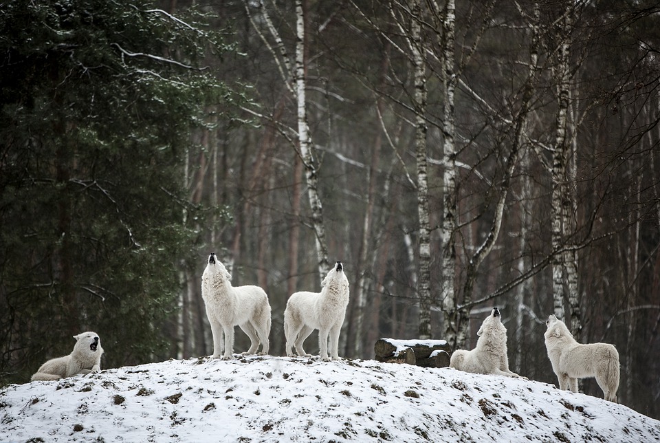 Cani alfa, attitudine al dominio ereditato dai cugini lupi