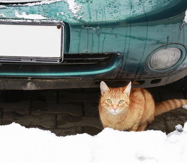 Freddo: 10 consigli per proteggere gli animali