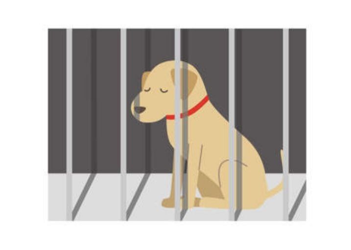 Yoghi: storia di un cane