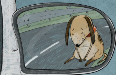 Yoghi: storia di un cane.