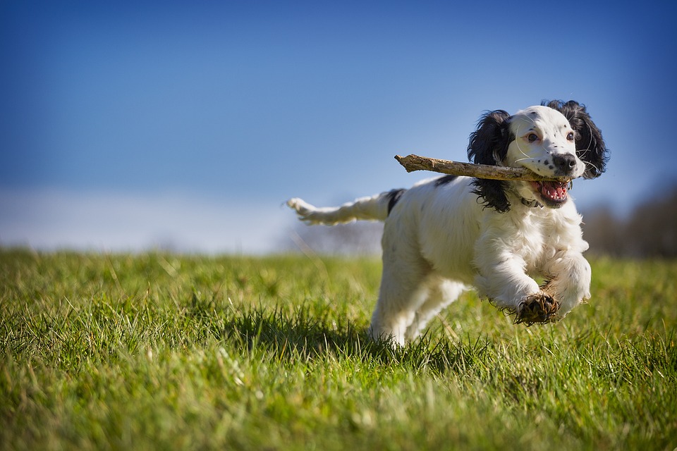 Chieti: individuate 3 aree di sgambamento cani
