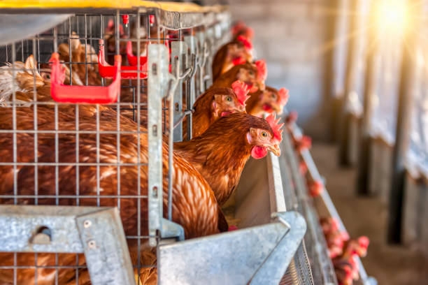 Emilia Romagna: strage di animali annegati negli allevamenti 