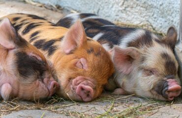 Emilia Romagna: strage di animali annegati negli allevamenti