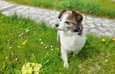 Il mio incontro con Piccolo