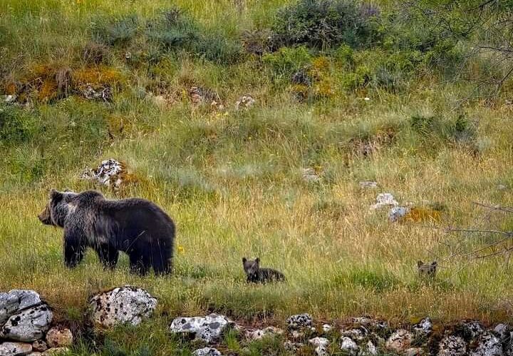 I cuccioli di Amarena, la mamma orsa barbaramente uccisa a fucilate circa un mese e mezzo fa, sono per fortuna ancora insieme, stanno bene e si aggirano ancora con tutta tranquillità nell'area del Parco Nazionale d'Abruzzo.