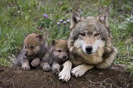 Parco Nazionale d'Abruzzo: nati 4 cuccioli di lupo a Civitella Alfedena