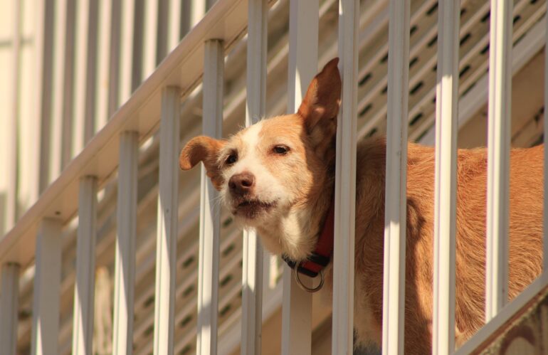 Chieti: firmata l’ordinanza per proteggere gli animali d’affezione dal caldo estivo