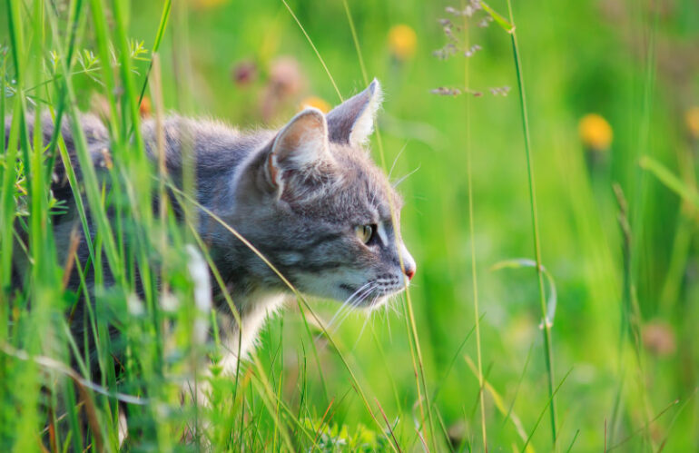 Pescara, contributi per le colonie feline: domande entro il 31 ottobre